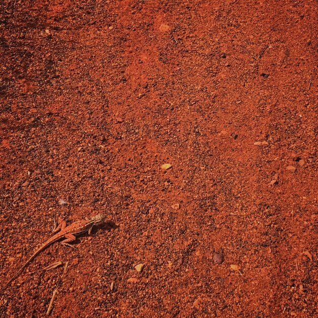 this photo is red soil