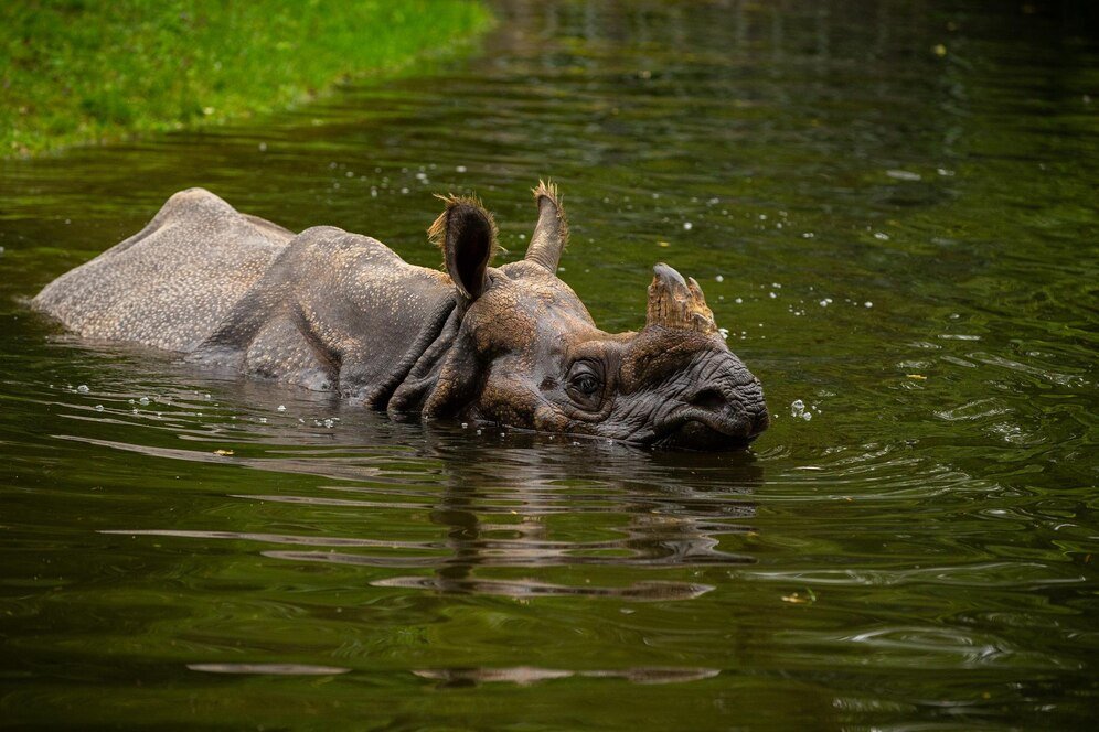 animal pic